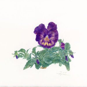 デッサン 素描 のおすすめ作品・人気作家 パンジースケッチ，Pansy，Botanical Drawing，植物画，色鉛筆，ファーバーカステル，colored pencil， パンジー 5 インテリア絵画 アート