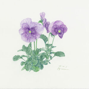 デッサン 素描 のおすすめ作品・人気作家 パンジースケッチ，Pansy，Botanical Drawing，植物画，色鉛筆，ファーバーカステル，colored pencil， パンジー 7 インテリア絵画 アート