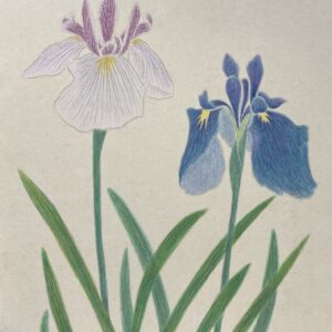 日本画 のおすすめ作品・人気作家 植物 花 花菖蒲 インテリア絵画 アート