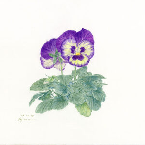 デッサン 素描 のおすすめ作品・人気作家 パンジースケッチ，人面相，Pansy，Botanical Drawing，植物画，色鉛筆，ファーバーカステル，colored pencil， パンジー 8 インテリア絵画 アート