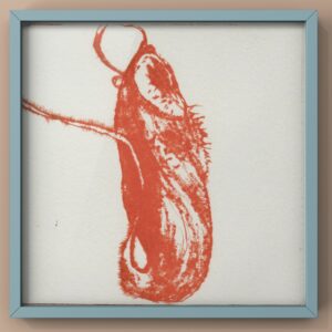 版画 のおすすめ作品・人気作家 ウツボカズラ　食虫植物 ウツボカズラ インテリア絵画 アート