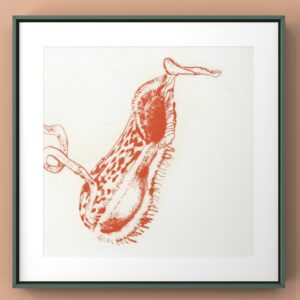 版画 のおすすめ作品・人気作家 ウツボカズラ　食虫植物 ウツボカズラ インテリア絵画 アート