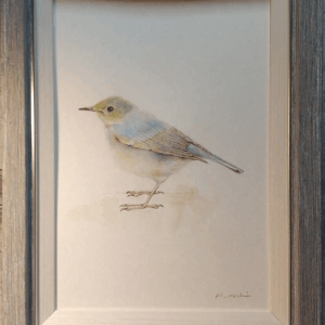 水彩画 のおすすめ作品・人気作家 動物 水彩画 鳥 色鉛筆画 Siberian Blue Robin インテリア絵画 アート