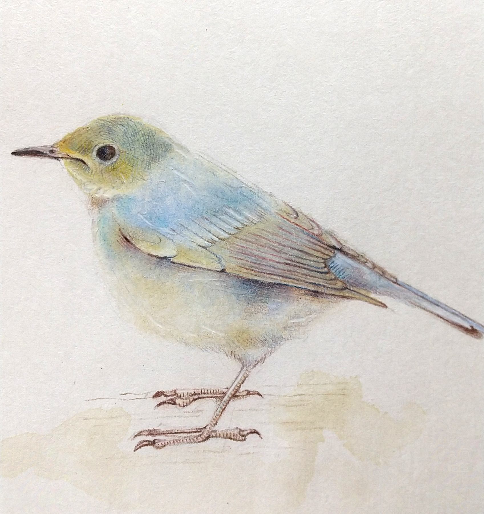 Siberian Blue Robin | pi__mochi ｜インテリア絵画 アートの専門通販