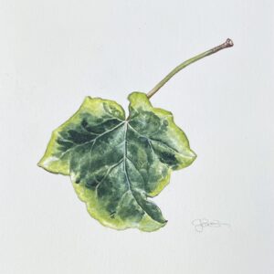 水彩画 のおすすめ作品・人気作家 botanical art ivy アイビー 植物画 水彩 An Ivy Leaf インテリア絵画 アート
