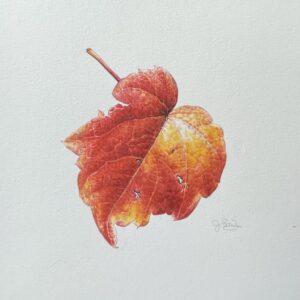水彩画 のおすすめ作品・人気作家 植物 赤 Autumn botanical art Leaf 植物画 秋 落ち葉 葉 A fallen leaf インテリア絵画 アート